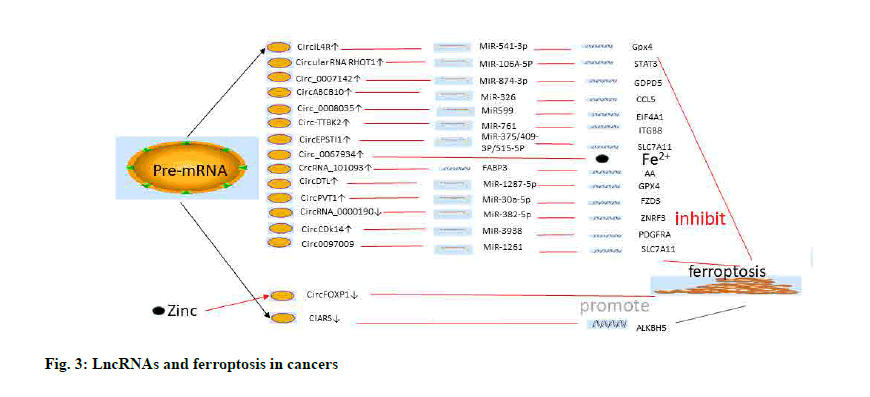 IJPS-LncRNAs