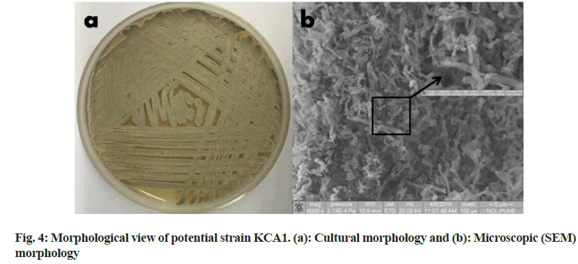 IJPS-Morphological