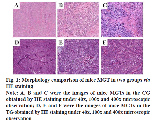 IJPS-Morphology