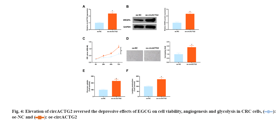 IJPS-angiogenesis