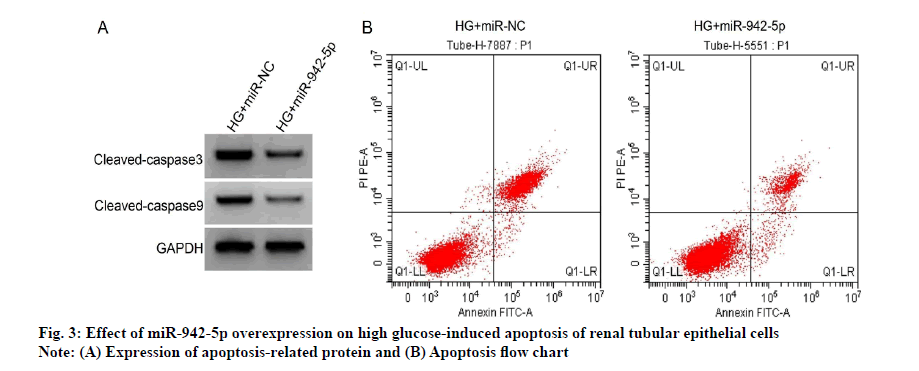 IJPS-apoptosis