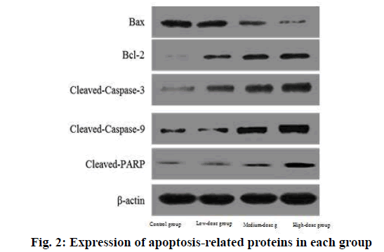 IJPS-apoptosis