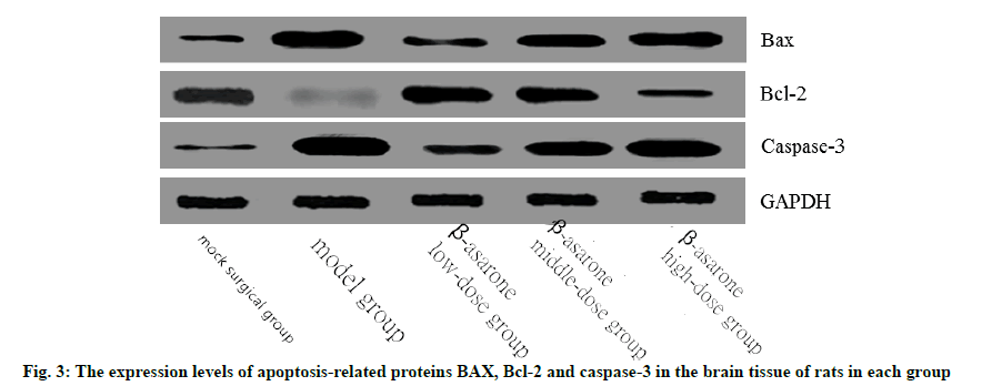 apoptosis