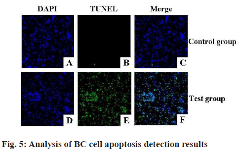 IJPS-apoptosis