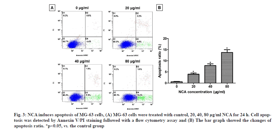 IJPS-apoptosis