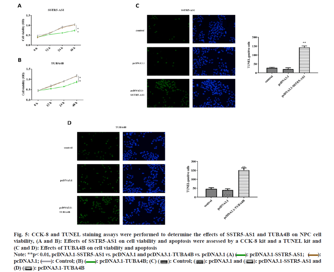 IJPS-apoptosis