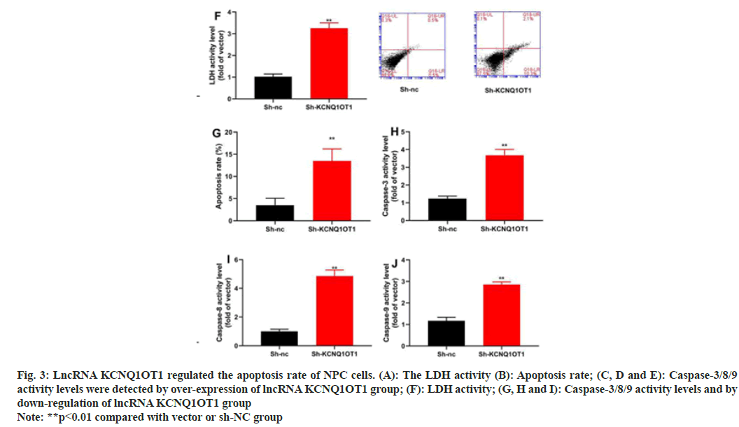 IJPS-apoptosis