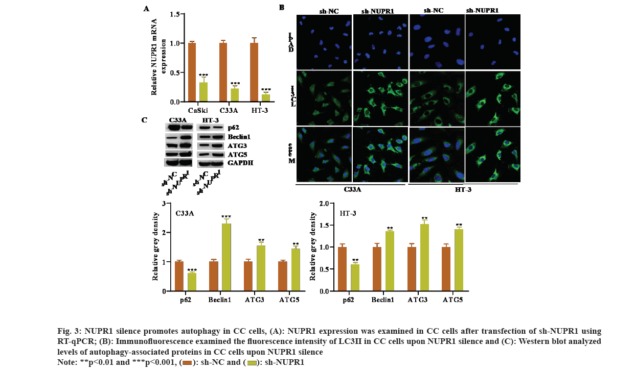 IJPS-autophagy