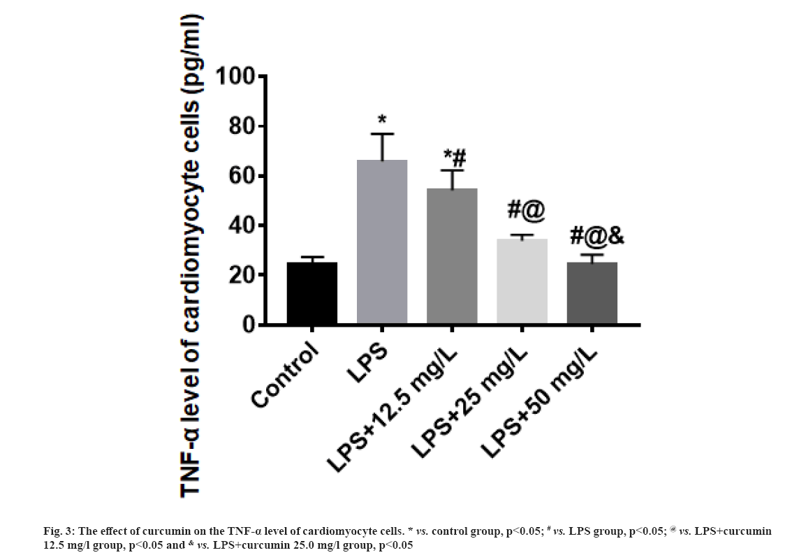 IJPS-cardiomyocyte