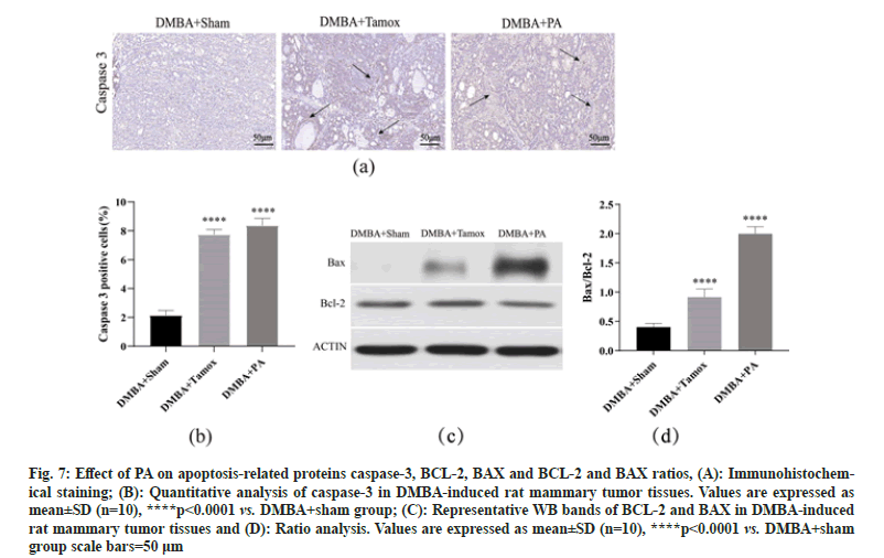 IJPS-caspase