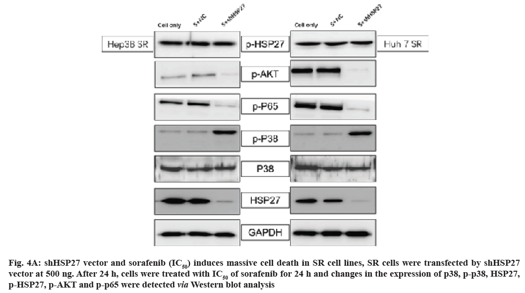 IJPS-cell