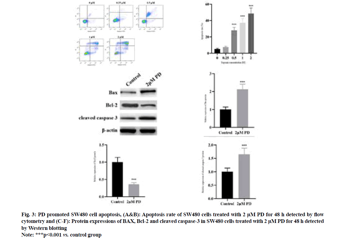 IJPS-cell-apoptosis