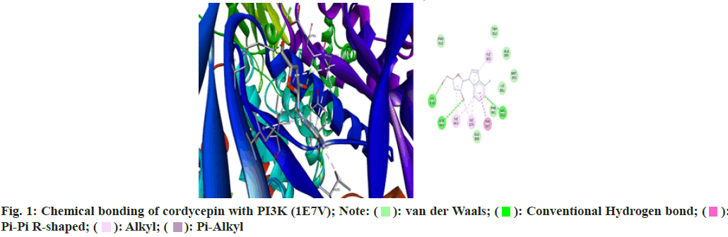 cordycepin