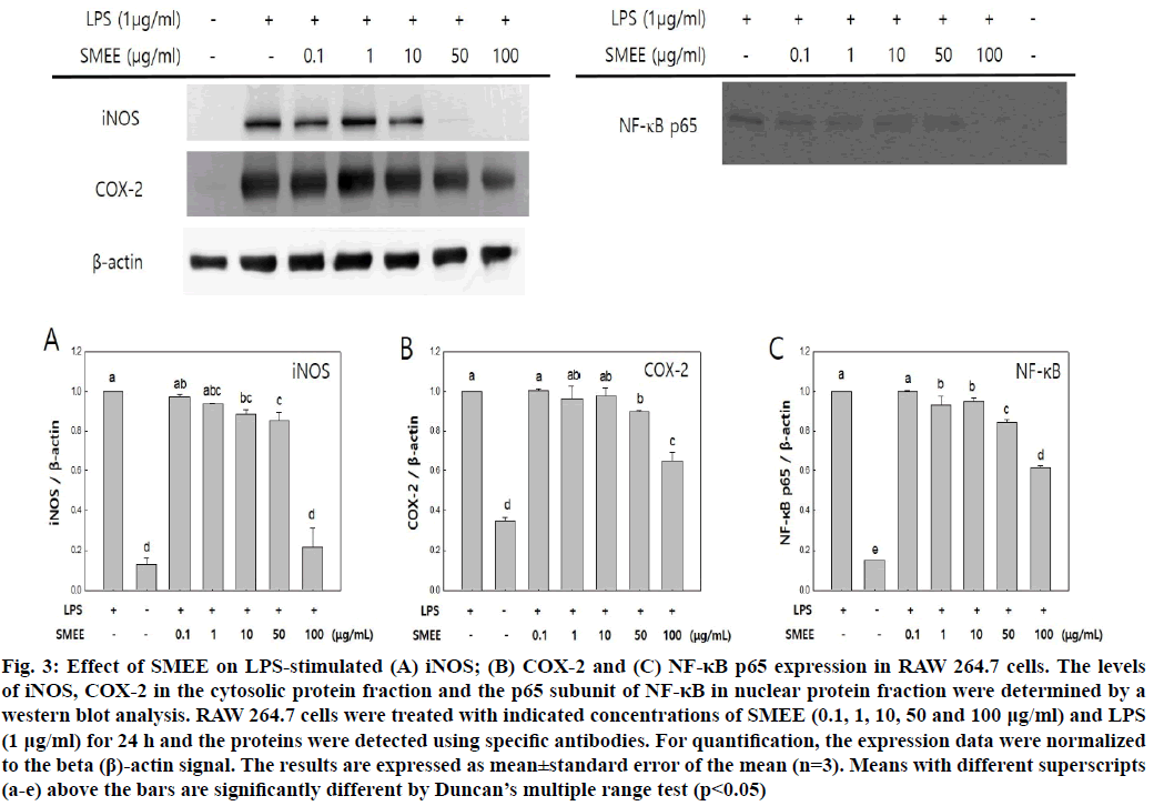 cytosolic