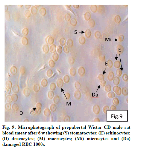 IJPS-dracocytes