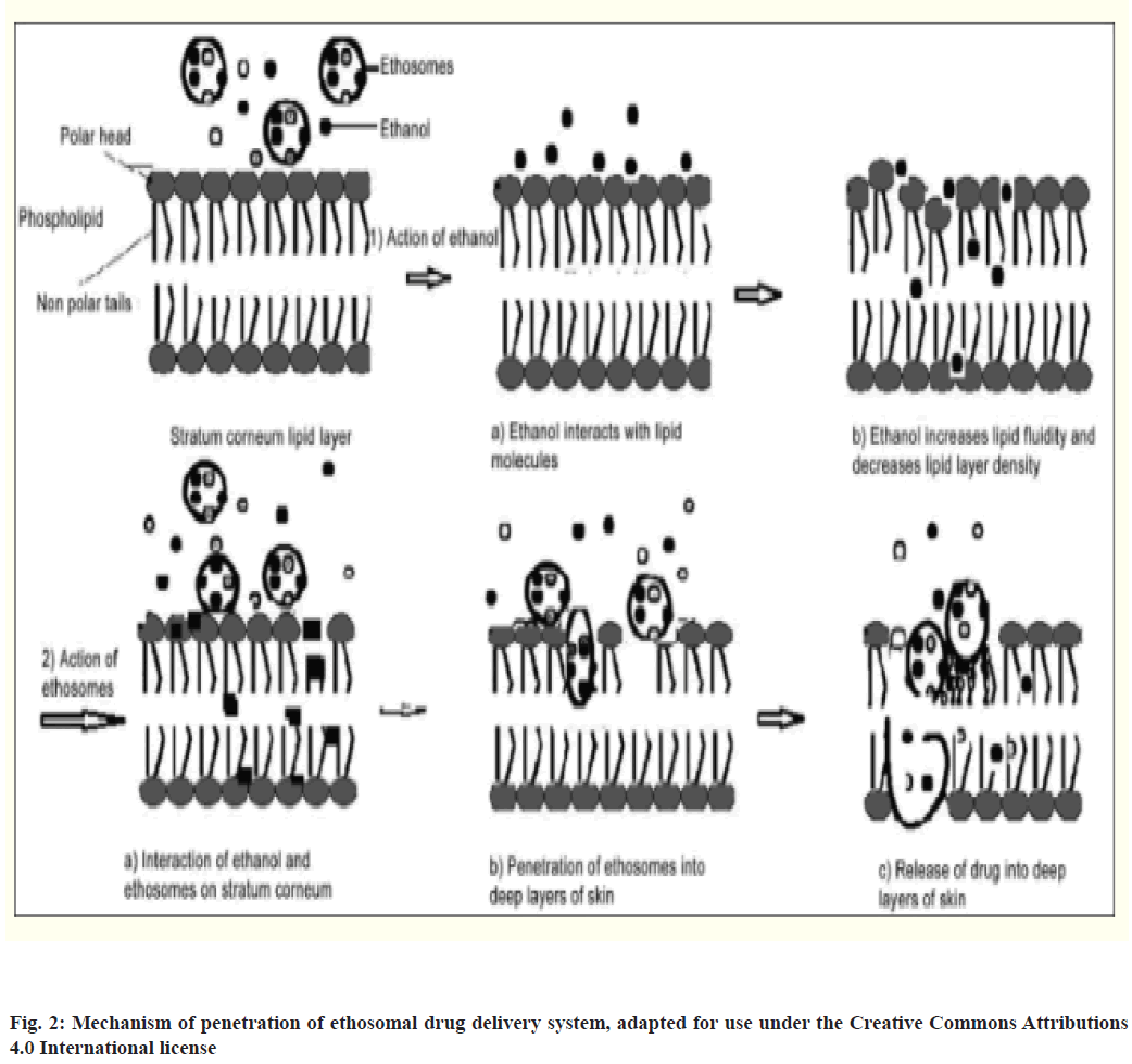 ethosomal