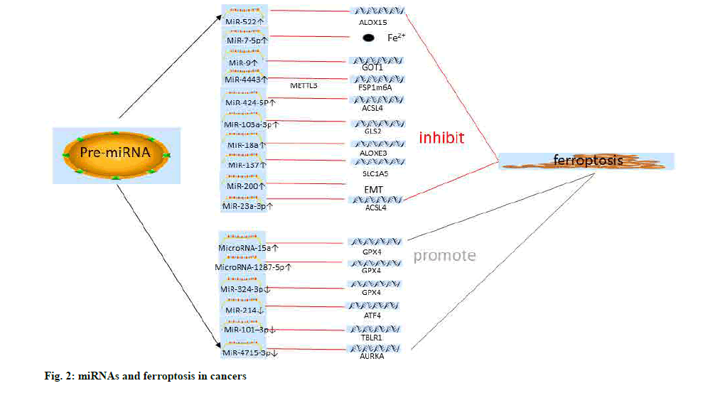 IJPS-ferroptosis