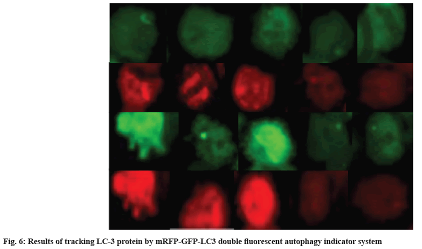 IJPS-fluorescent