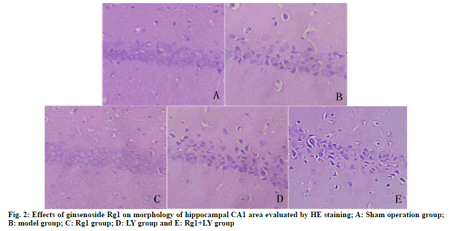 IJPS-ginsenoside