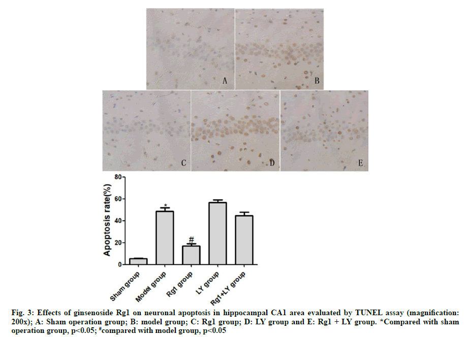 IJPS-hippocampal