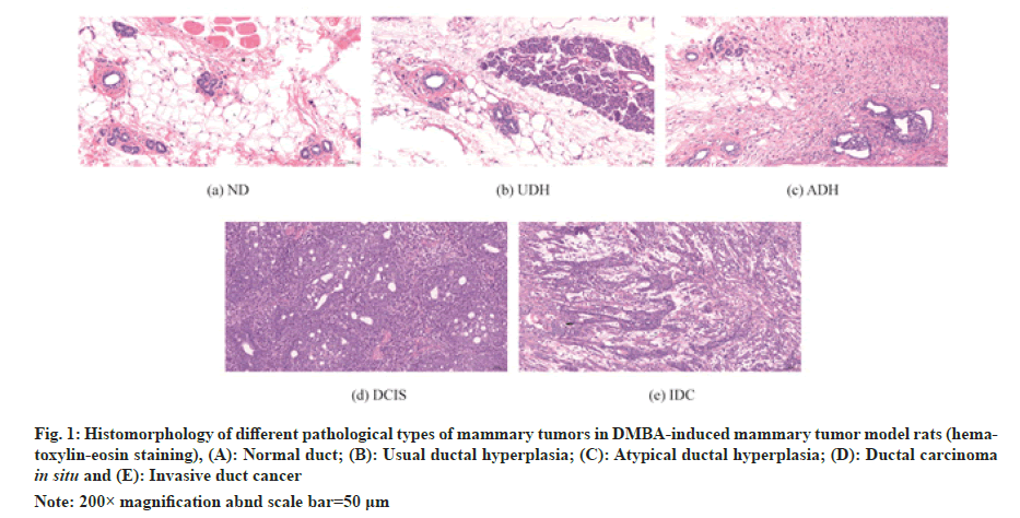 IJPS-histomorphology