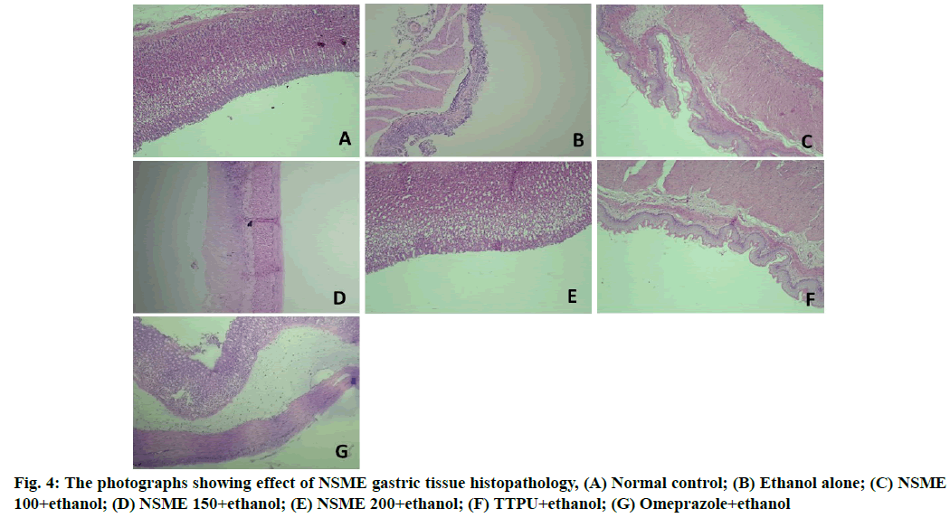 histopathology