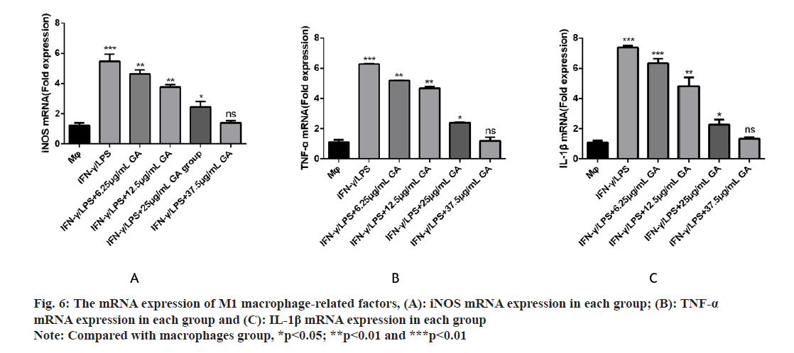 IJPS-macrophage-related