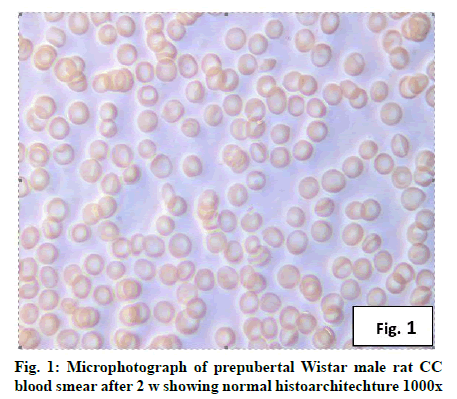 IJPS-microphotograph