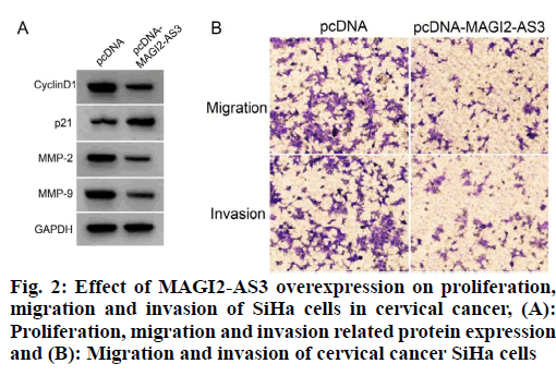 IJPS-migration