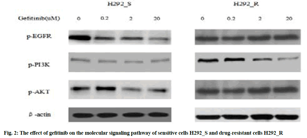 IJPS-molecular-signaling