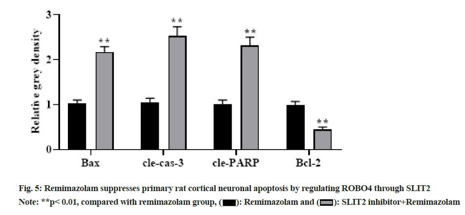 IJPS-neuronal