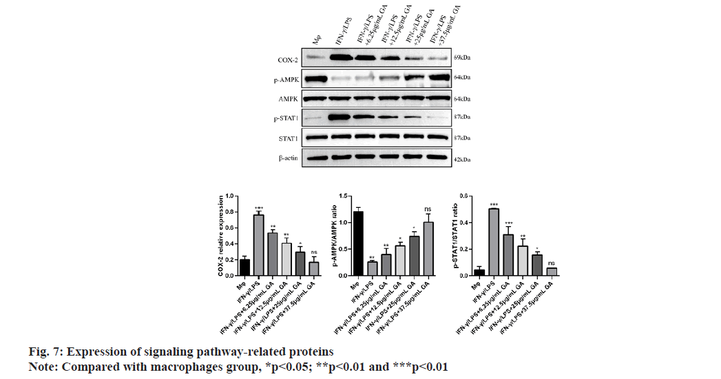 IJPS-pathway-related