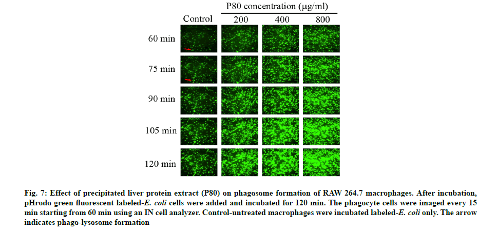 IJPS-phagosome