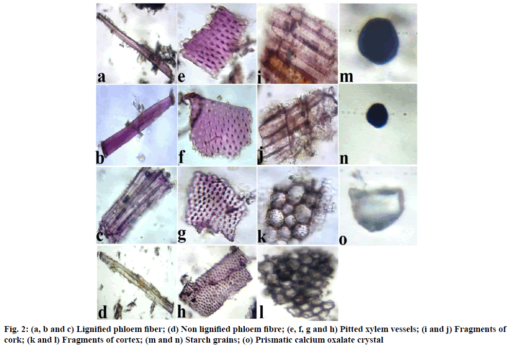 phloem