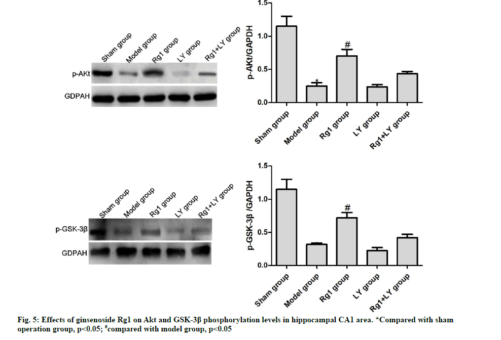 IJPS-phosphorylation