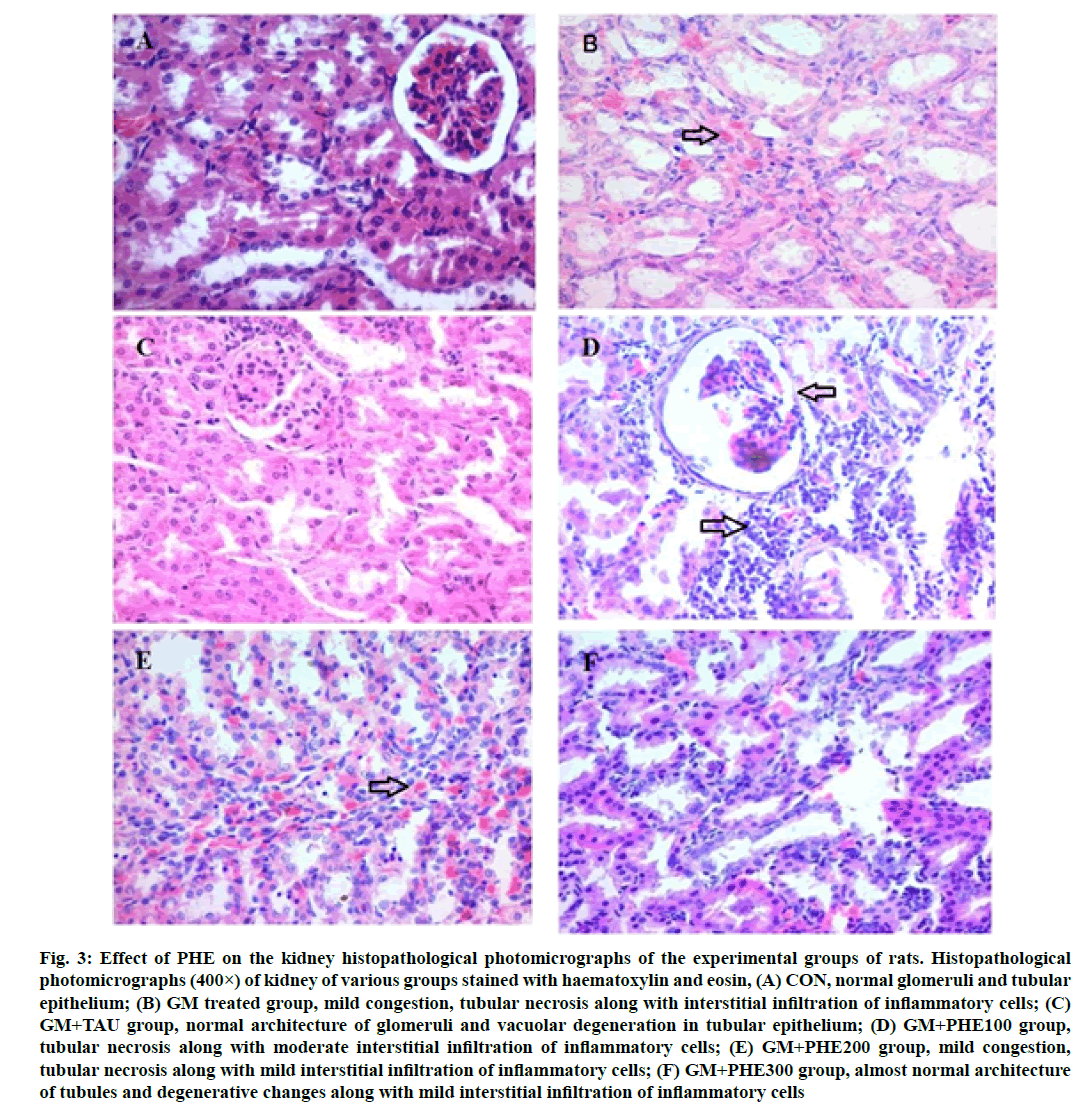 IJPS-photomicrographs