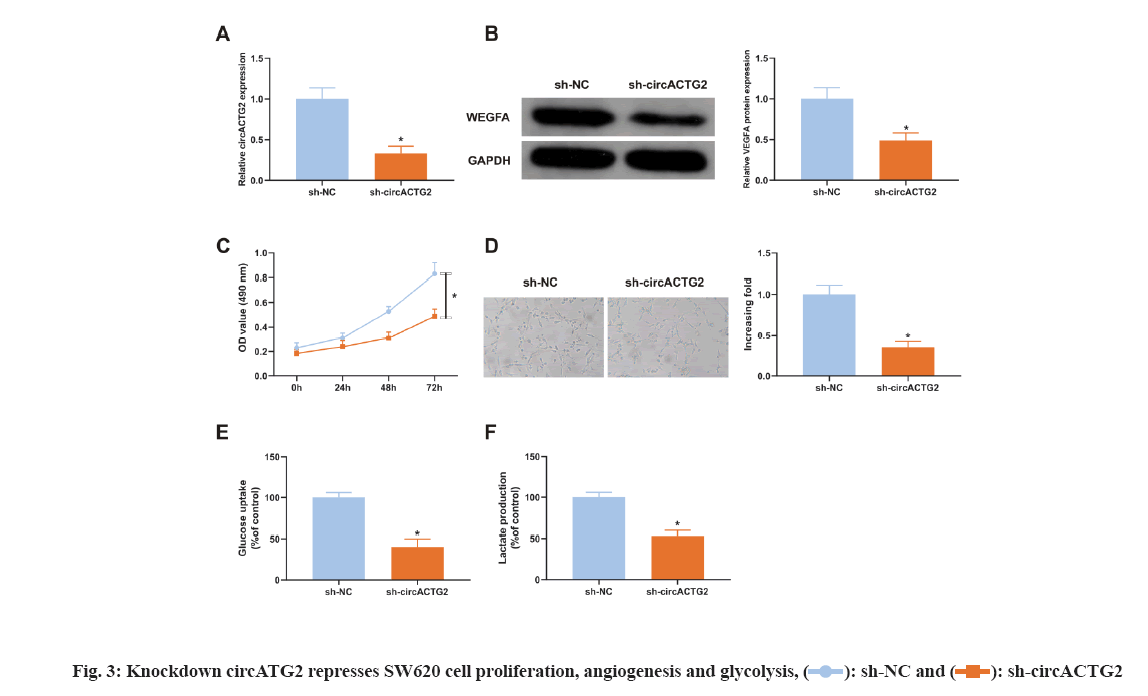 IJPS-proliferation