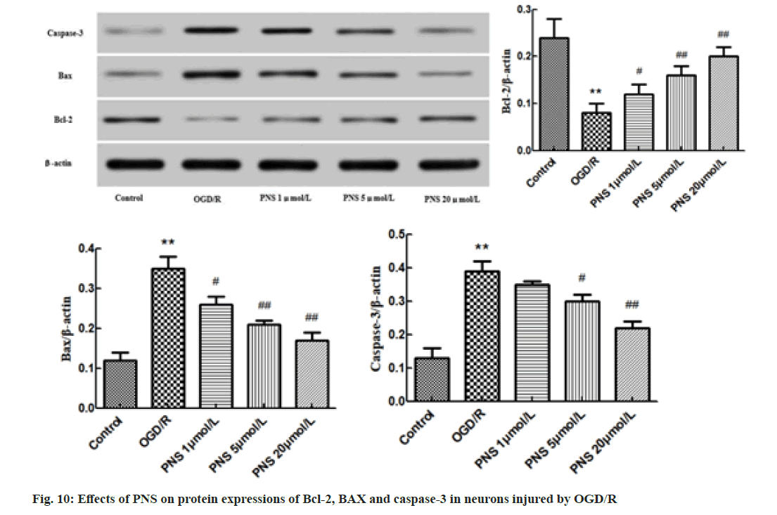 IJPS-protein