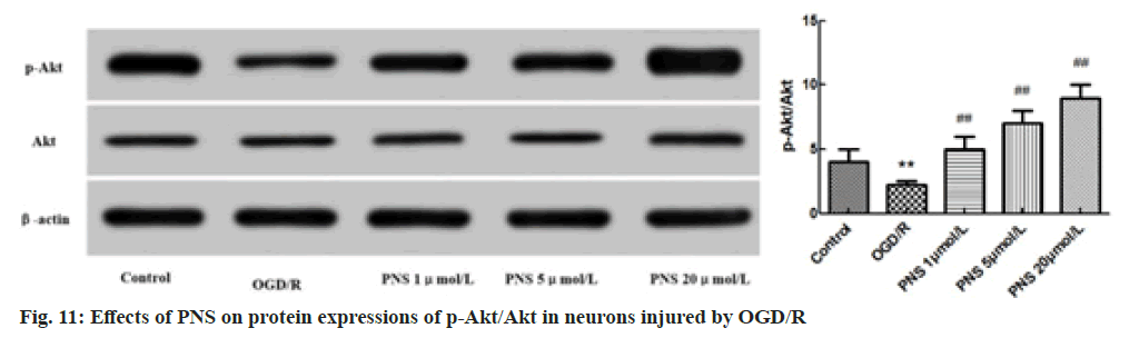 IJPS-protein