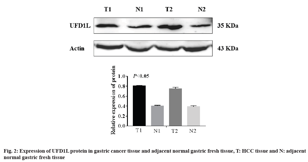 IJPS-protein