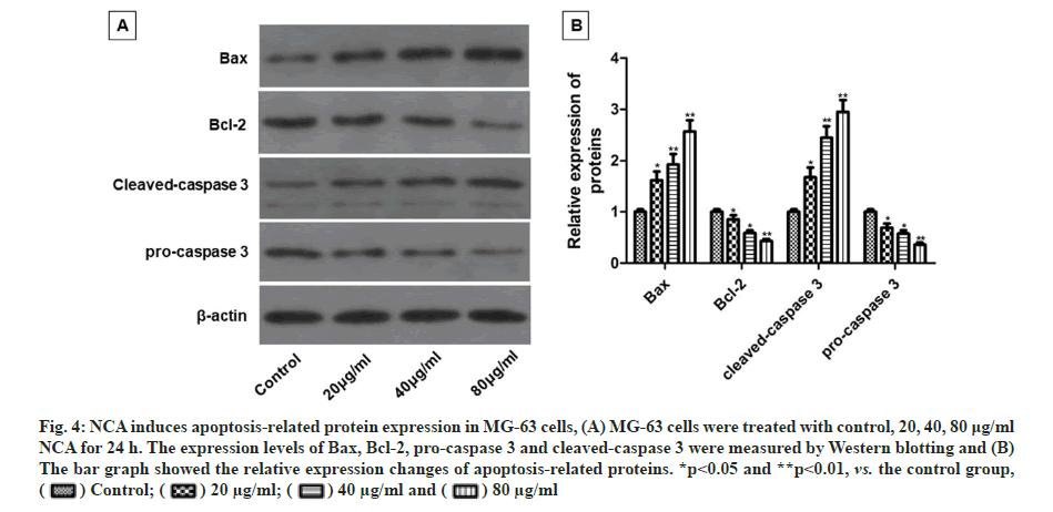 IJPS-protein