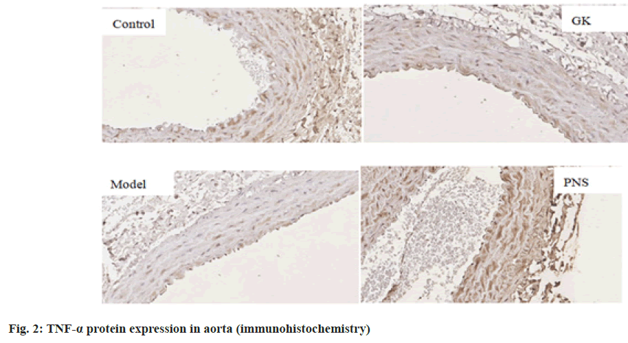 IJPS-protein-expression