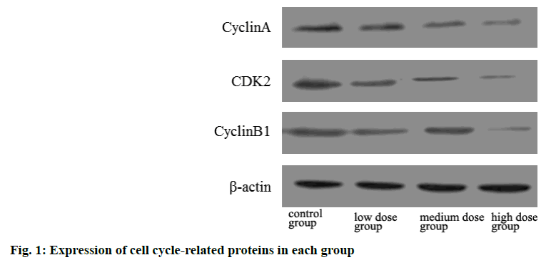 IJPS-proteins