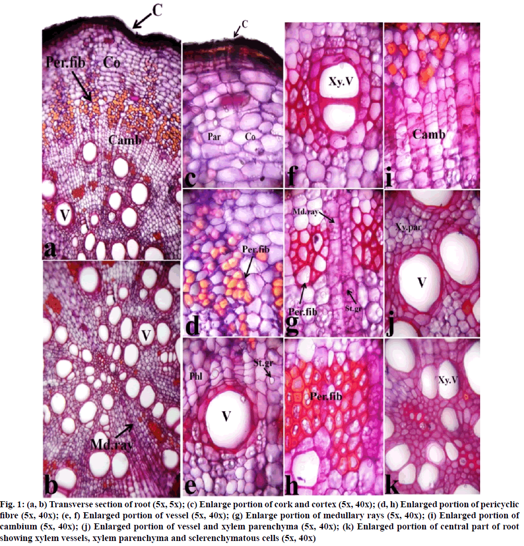 sclerenchymatous