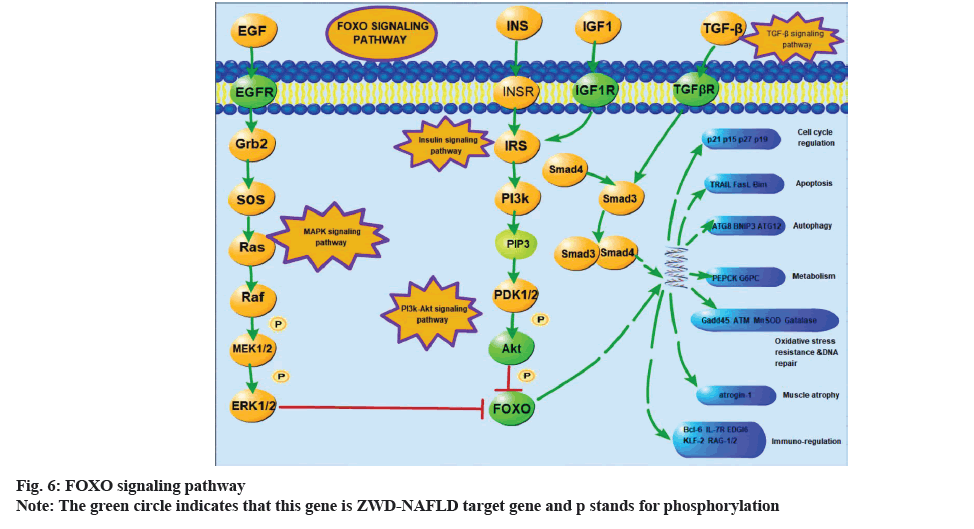 IJPS-signaling