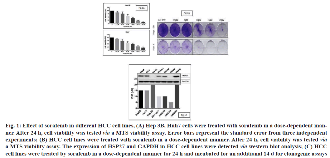 IJPS-sorafenib