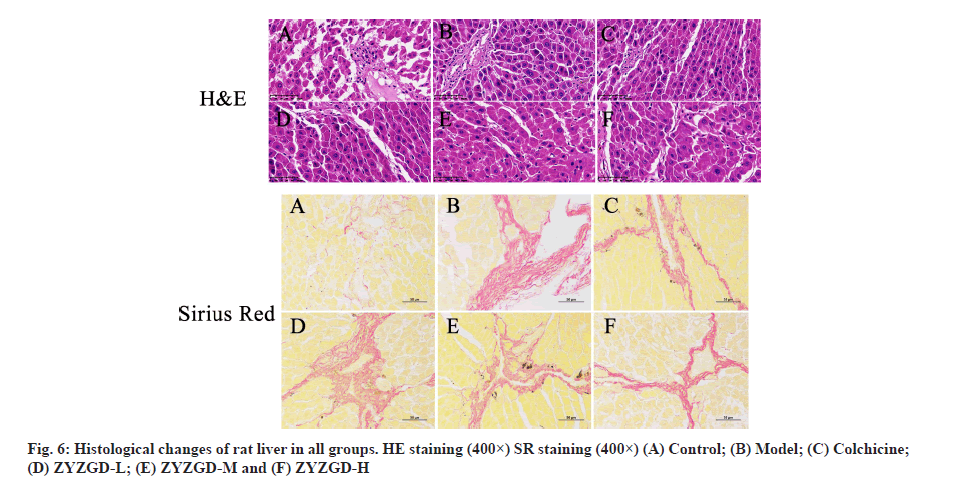 IJPS-staining