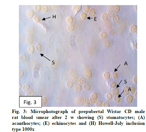 IJPS-stomatocytes