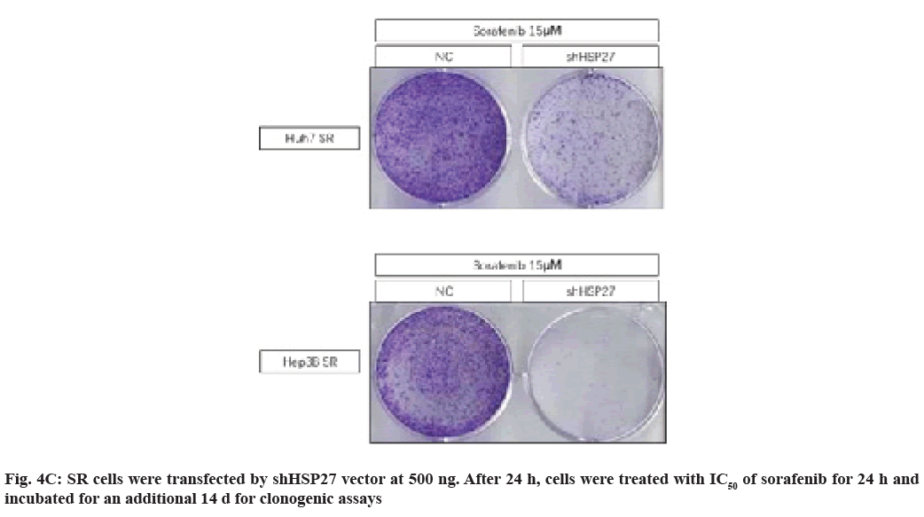 IJPS-transfected