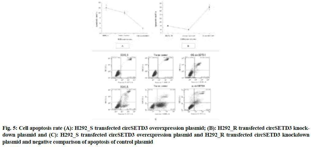 IJPS-transfected-circSETD3